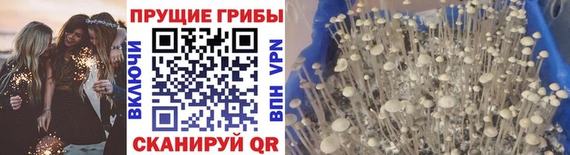 продажа наркотиков  Валдай  Псилоцибиновые грибы Magic Shrooms 